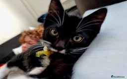 Domestic Shorthair cats for sale: Oreo  - Image 5