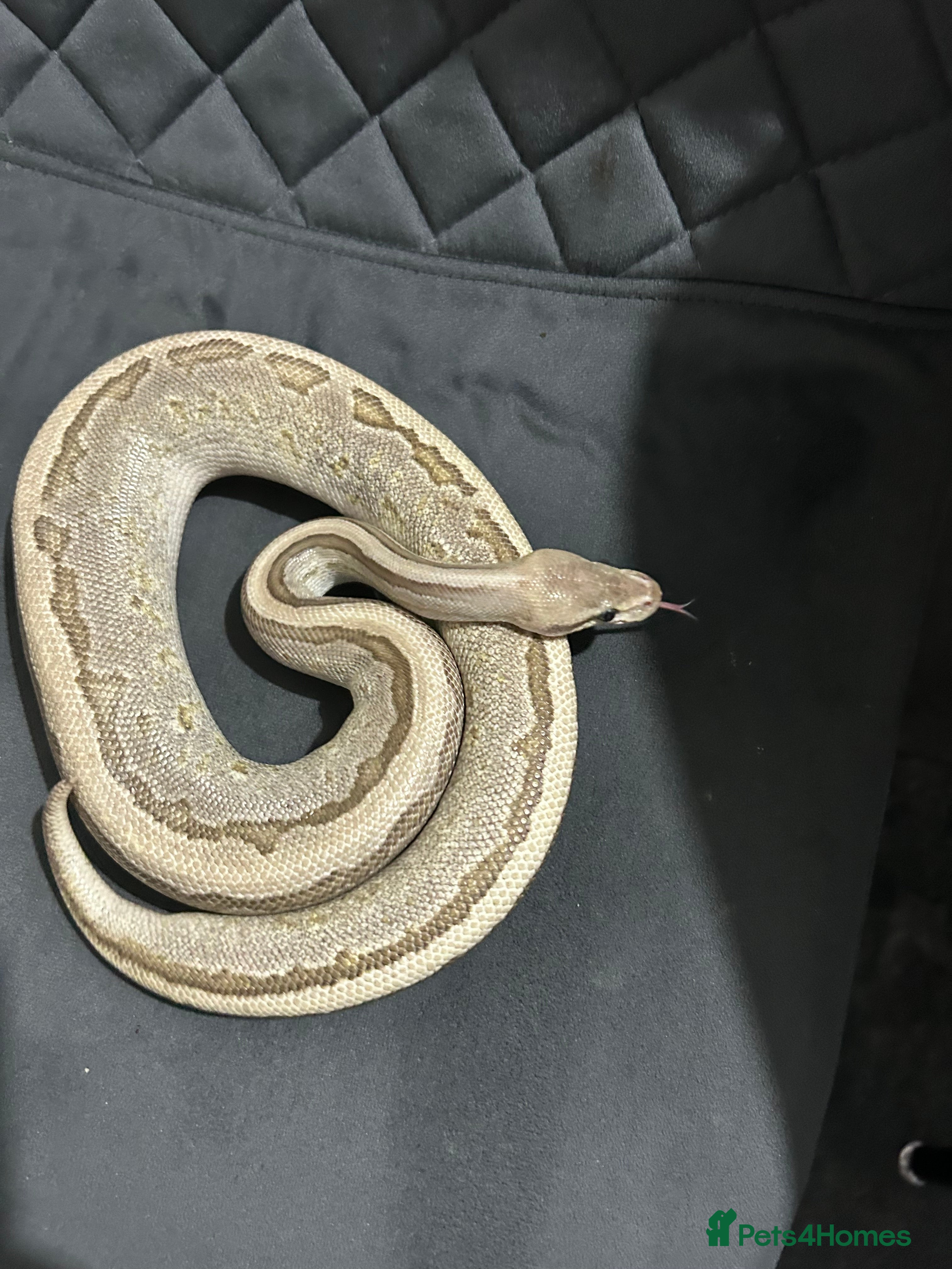 Python Snake reptiles Female fire jigsaw royal python - Advert 9