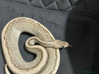 Python Snake reptiles Female fire jigsaw royal python - Advert 7