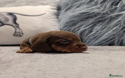 Miniature Dachshund dogs for sale: Adorable little of miniature daschunds  - Image 9