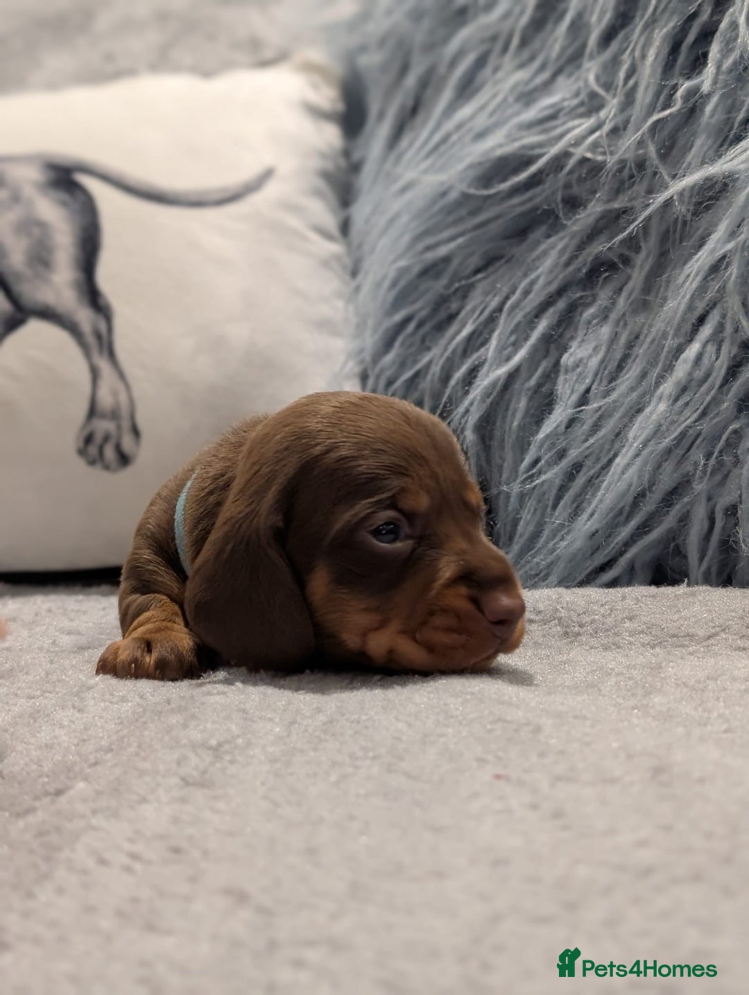 Miniature Dachshund dogs for sale: Adorable little of miniature daschunds  - Image 9