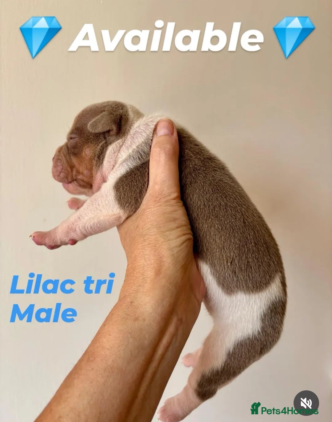 Olde English Bulldogge dogs for sale: Olde english bulldogge pups 1 male / 1 female  - Image 15