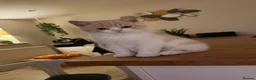 British Shorthair cats for sale: REDUCED - GCCF KITTENS READY NOW  - Advert 9