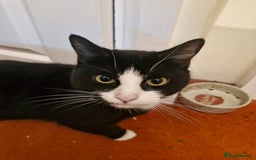 Domestic Shorthair cats for sale: 2 years old girl cat needing a new home  - Image 4
