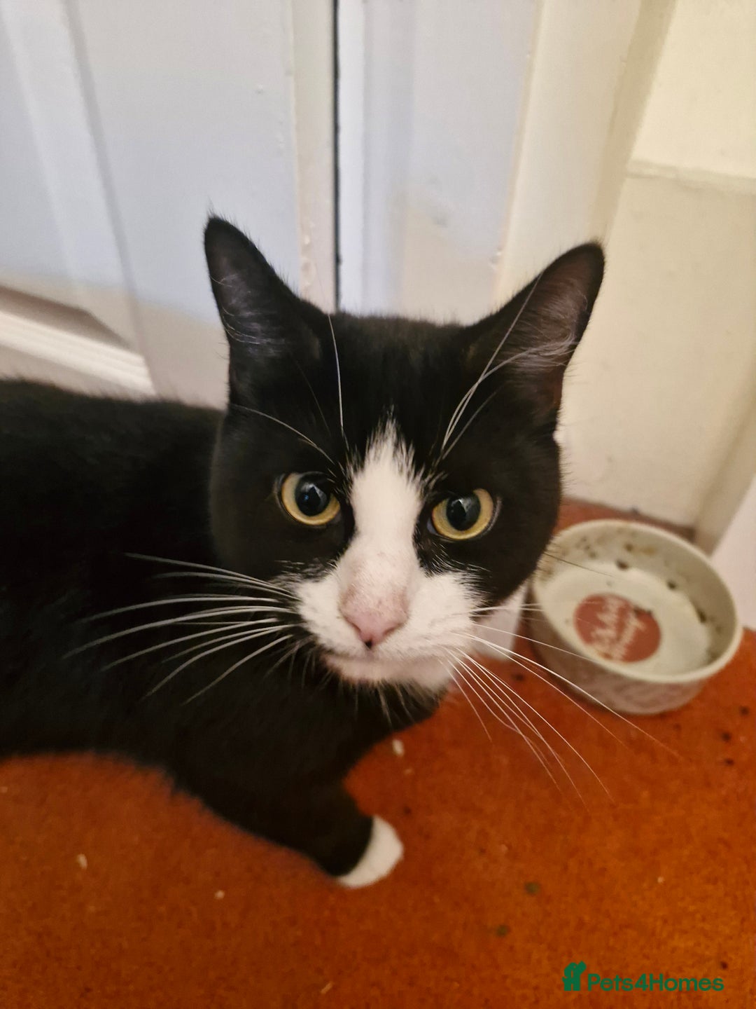 Domestic Shorthair cats for sale: 2 years old girl cat needing a new home  - Image 4