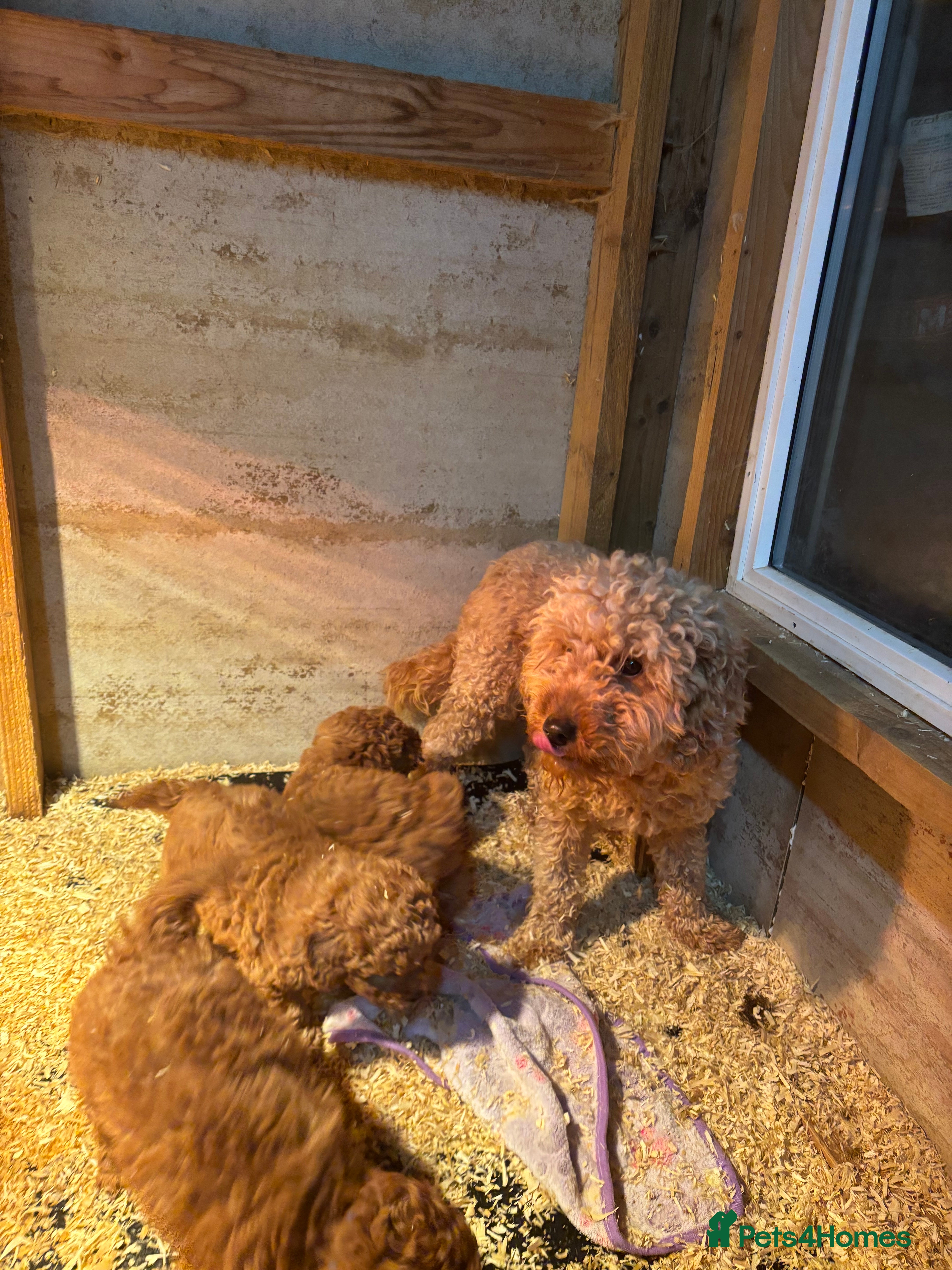 Mixed Breed dogs Poodle Puppy - Advert 2