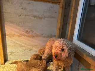 Mixed Breed dogs Poodle Puppy - Advert 2