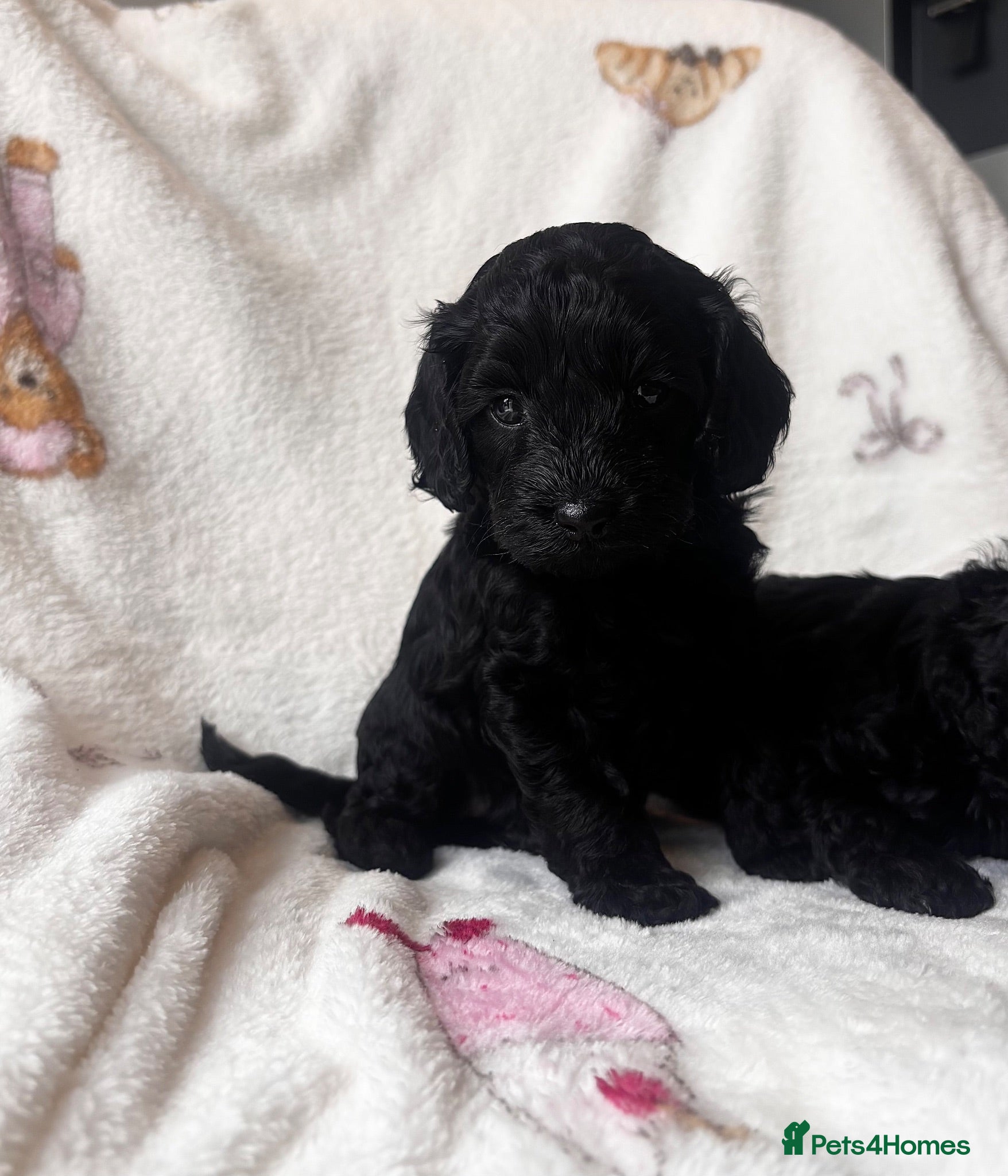 Cockapoo dogs 🥰*LAST ONE*🥰Beautiful cockapoo puppies 🐾 - Advert 18