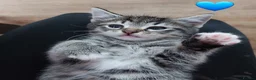 Mixed Breed cats for sale: Tabby Kittens 😸  - Advert 5
