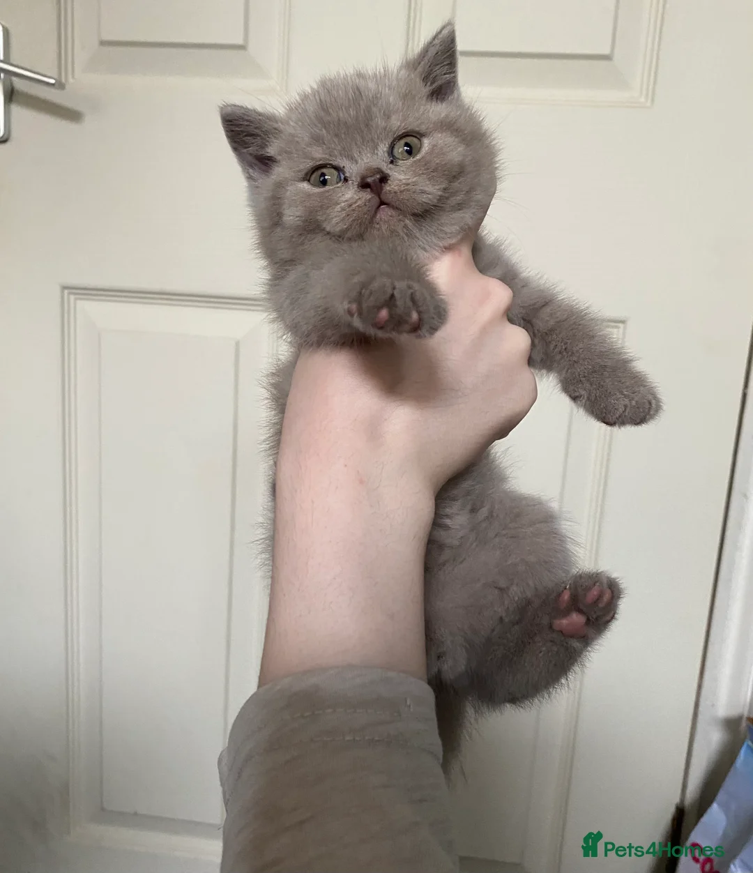 British Shorthair cats for stud: 🐈‍⬛ GIZZY THE STUD 🐈‍⬛ GCCF AND TICA REGISTERED  in Solihull - Advert 13