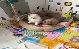 Pomeranian dogs for sale: Beautiful Pomerian Boy  - Image 7