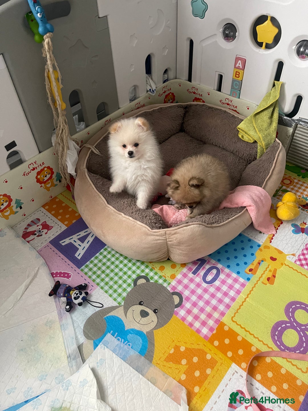 Pomeranian dogs for sale: Beautiful Pomerian Boy  - Image 7