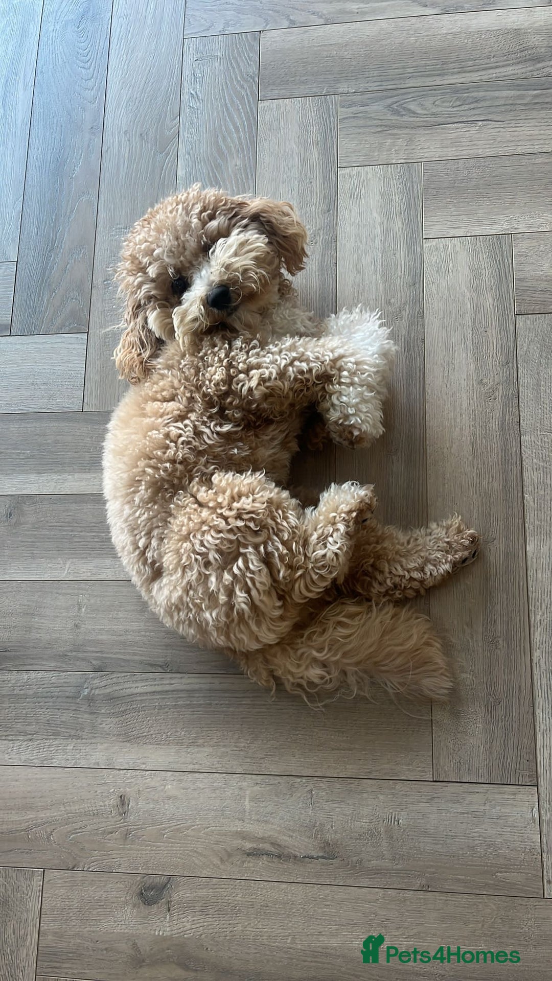 Cavapoo dogs for sale:  F1 poochons health tested parents 🐶 - Advert 12