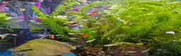 Other/Mixed Breed fish for sale: Guppies in Liverpool - Advert 9