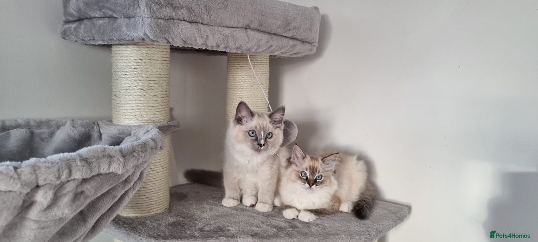 Ragdoll cats for sale: 💞BEAUTIFUL FULL PEDIGREE TICA RAGDOLL KITTENS 💞 - Image 8