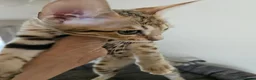 Savannah cats for sale: 3 beautilful F5 Savannah kittens - Advert 10