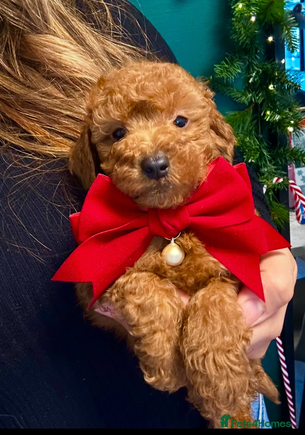 Miniature Poodle dogs Fox red poodle boy - Advert 16