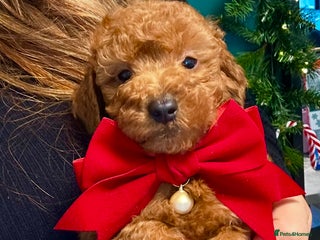 Miniature Poodle dogs Fox red poodle boy - Advert 8