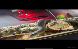 Corn Snake reptiles for sale: Super friendly corn snake  - Image 2