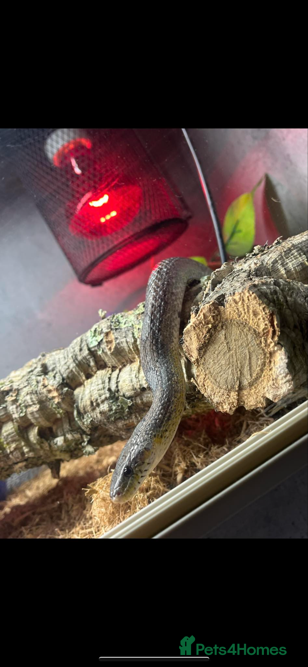 Corn Snake reptiles for sale: Super friendly corn snake  - Image 2