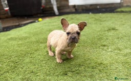 French Bulldog dogs for sale: 9 week old male Furnishing French bulldog (Bear) - Image 2