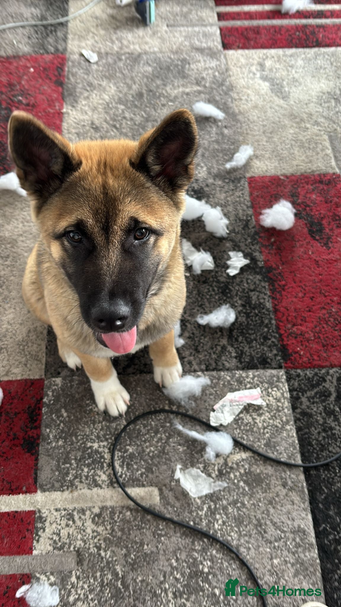 Akita dogs Kika is looking for a new home - Advert 10