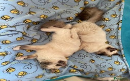Ragdoll cats for sale: Bonded pair of ragdoll kittens - Image 5
