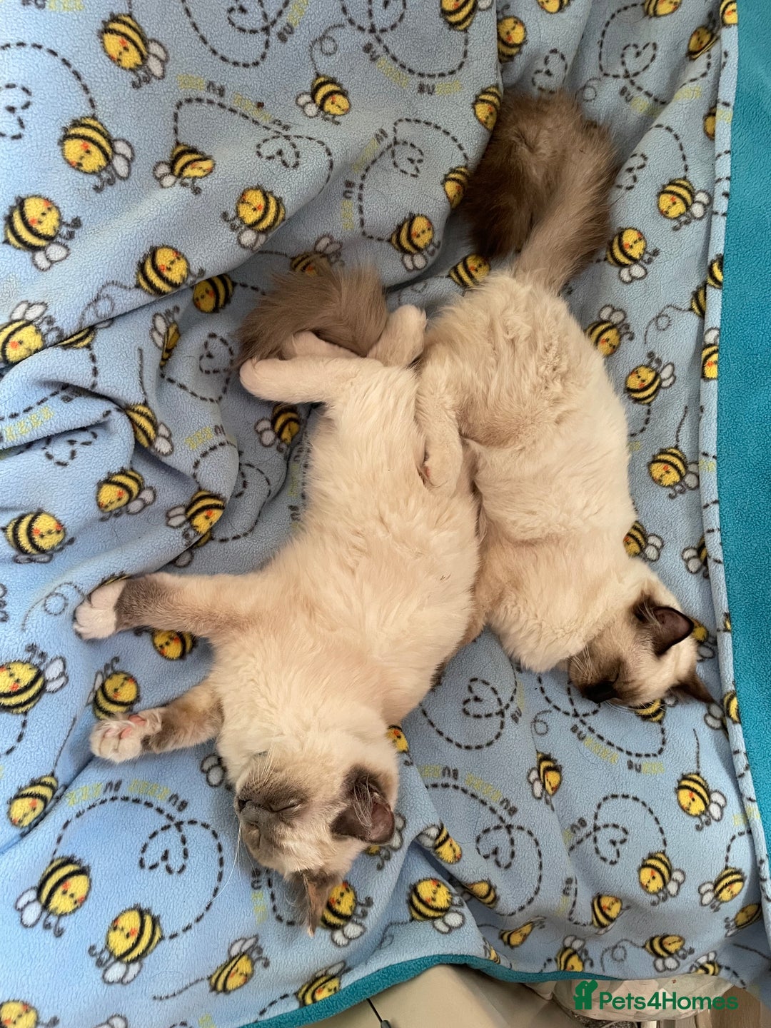 Ragdoll cats for sale: Bonded pair of ragdoll kittens - Image 5
