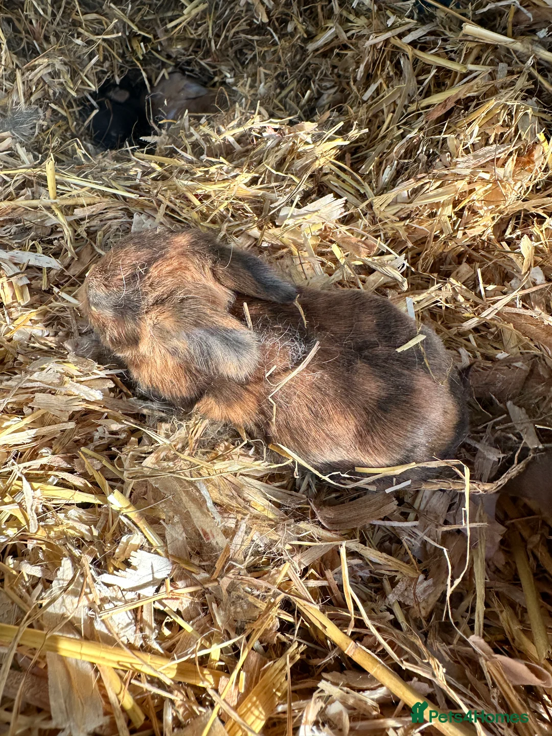 English Spot rabbits for sale: Adorable English Spot x Rex bunnies for sale - Advert 9