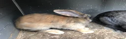 Continental Giant rabbits for sale: Continental Giant Buck Vaccinated Rabbit  - Advert 4