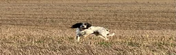 English Setter dogs for sale: Working English Setter Puppies –  KC Reg - Advert 10