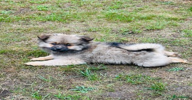 Pomeranian dogs in Sudbury - Advert 10