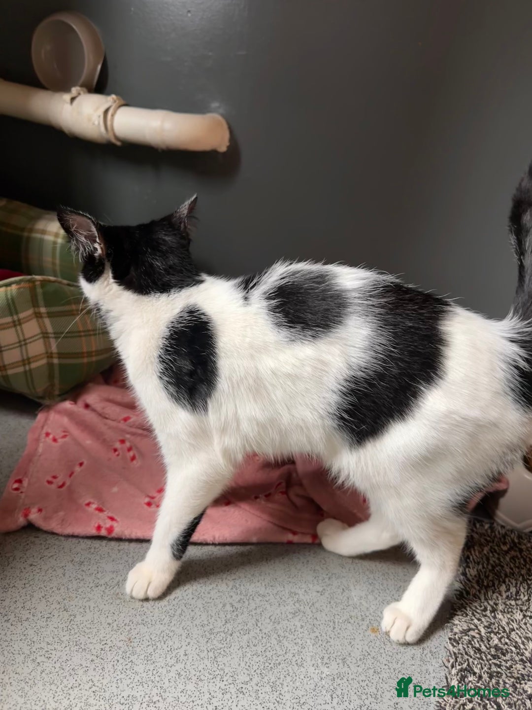 Domestic Shorthair cats for sale: Beautiful male domestic short hair  - Image 2