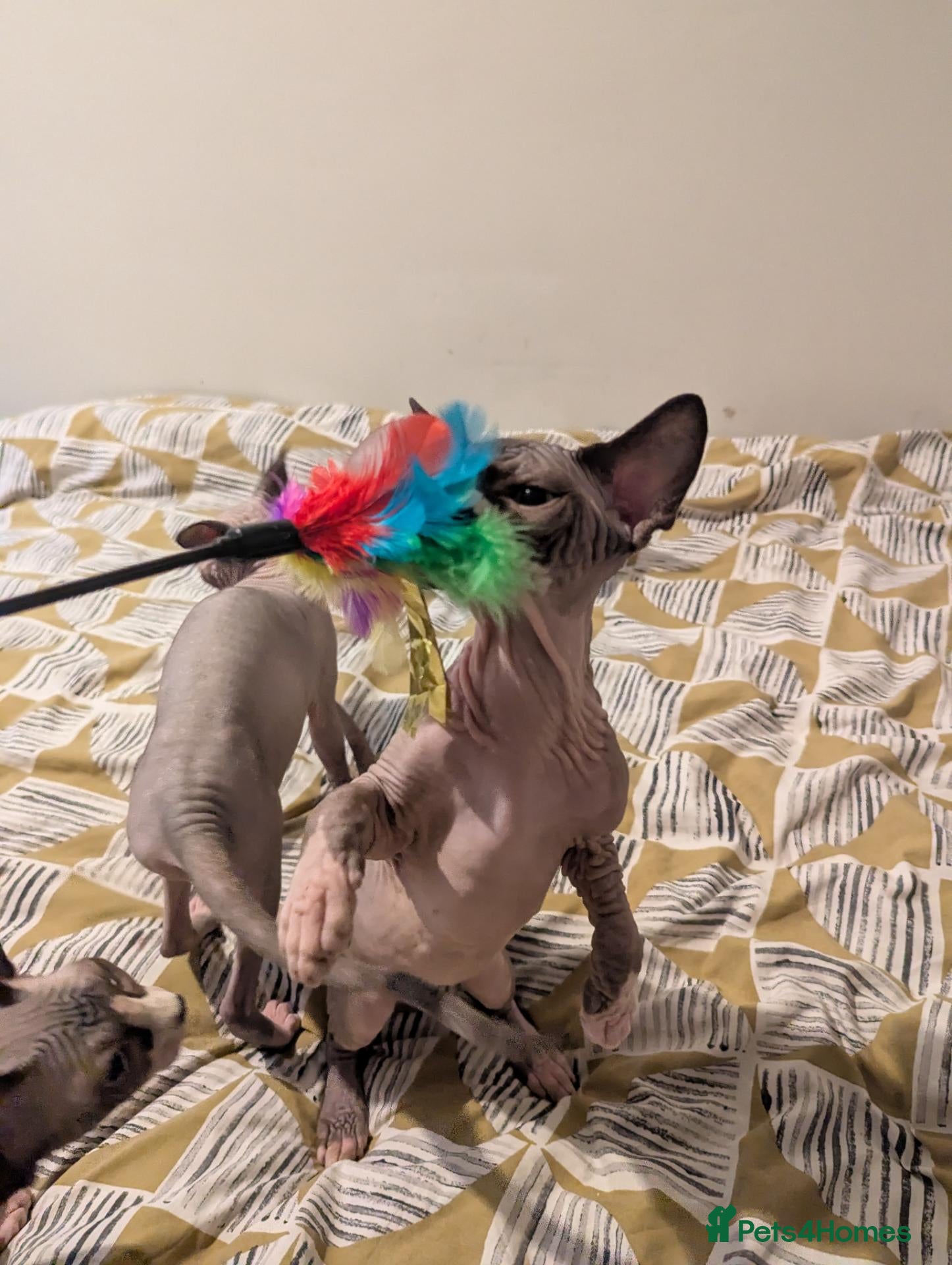 Sphynx cats *PEDIGREE SPHYNX* TICA REGISTERED *PURE BLOODLINE* - Advert 2