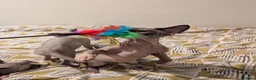 Sphynx cats for sale: *PEDIGREE SPHYNX* TICA REGISTERED *DNA HCM4 CLEAR* - Advert 3