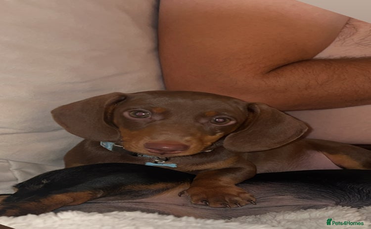 Miniature Dachshund dogs - Advert 6