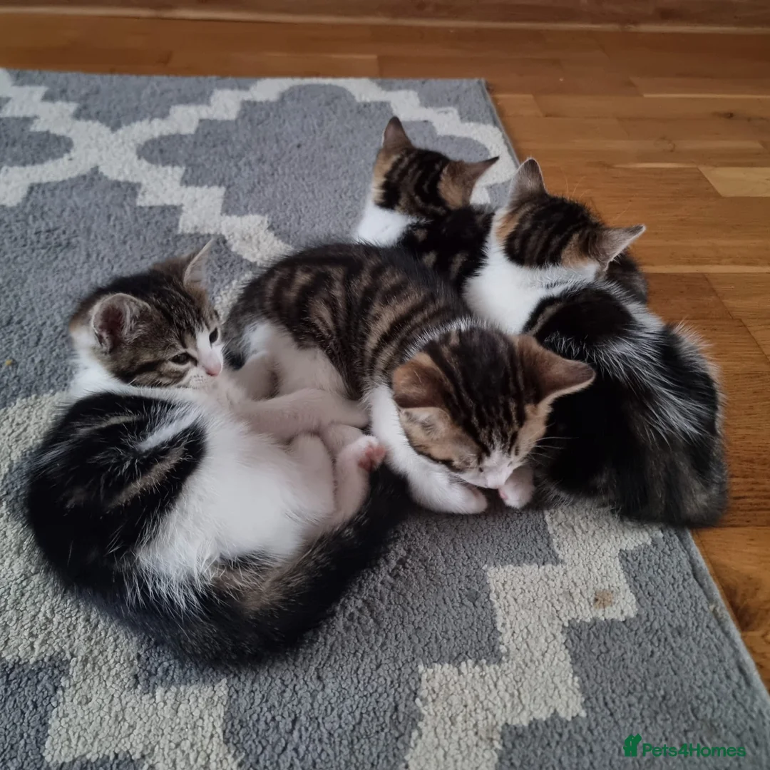Mixed Breed cats for sale: 4 Cute Kittens For Sale !!!! - Advert 15