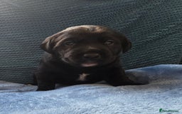 Mixed Breed dogs for sale: Adorable Black Lab Mix - Image 3
