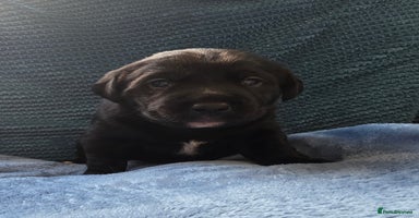 Mixed Breed dogs - Advert 6