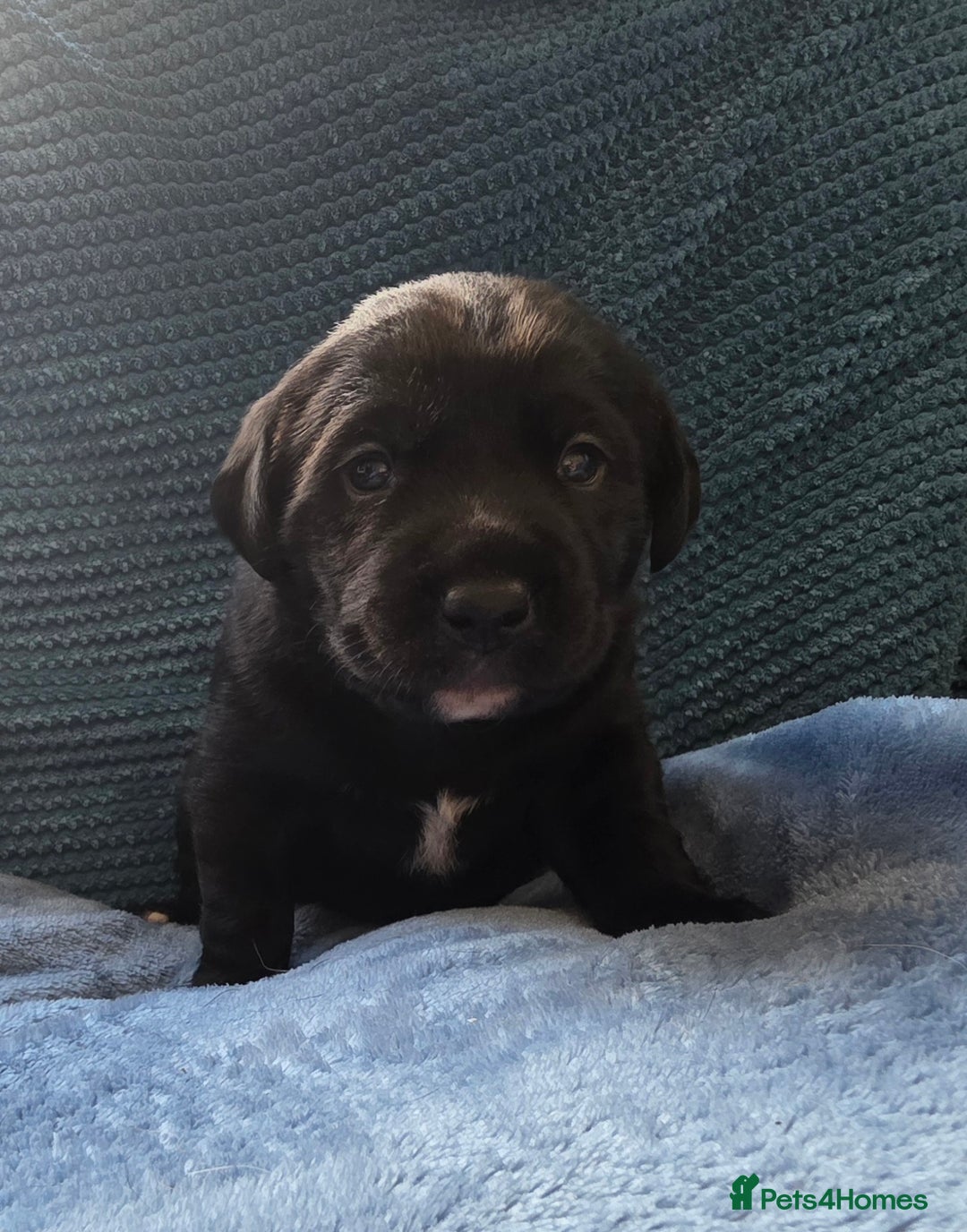 Mixed Breed dogs for sale: Adorable Black Lab Mix - Image 3