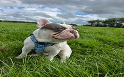 French Bulldog dogs for sale: Sad sale - Advert 2