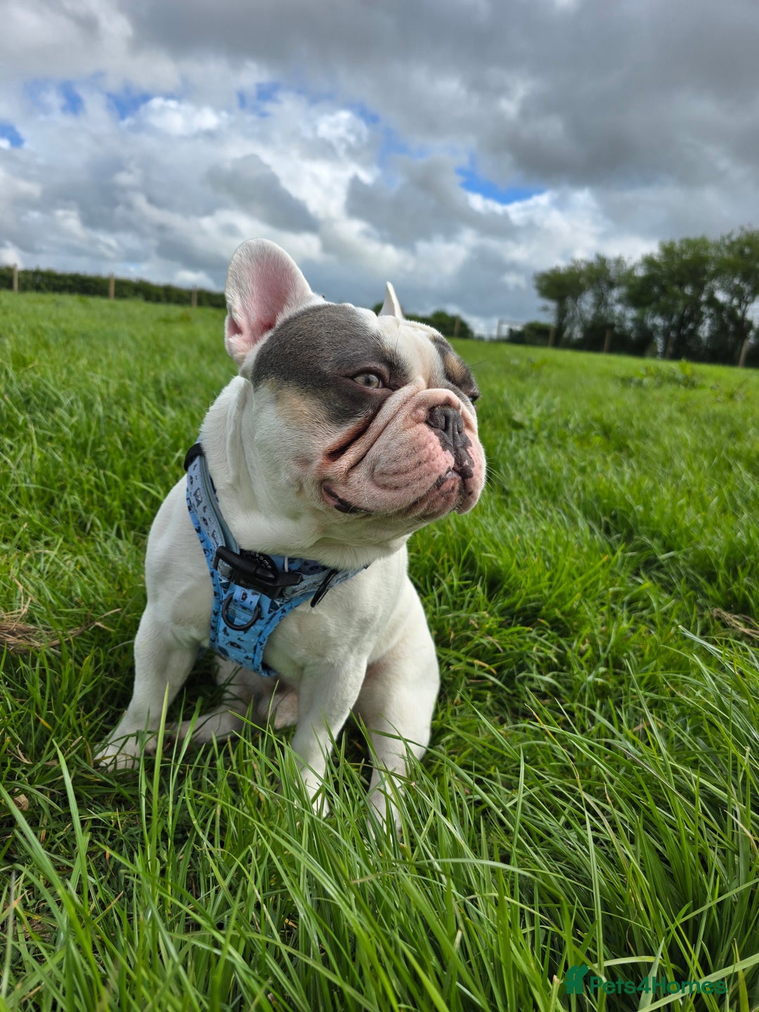 French Bulldog dogs for sale: Sad sale - Advert 2