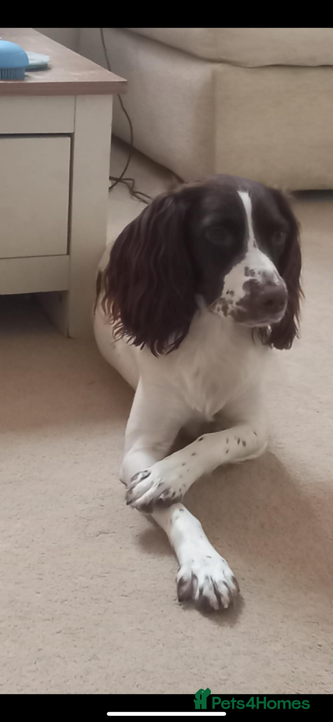 English Springer Spaniel dogs for sale: Springer spaniel looking for her forever home - Advert 3