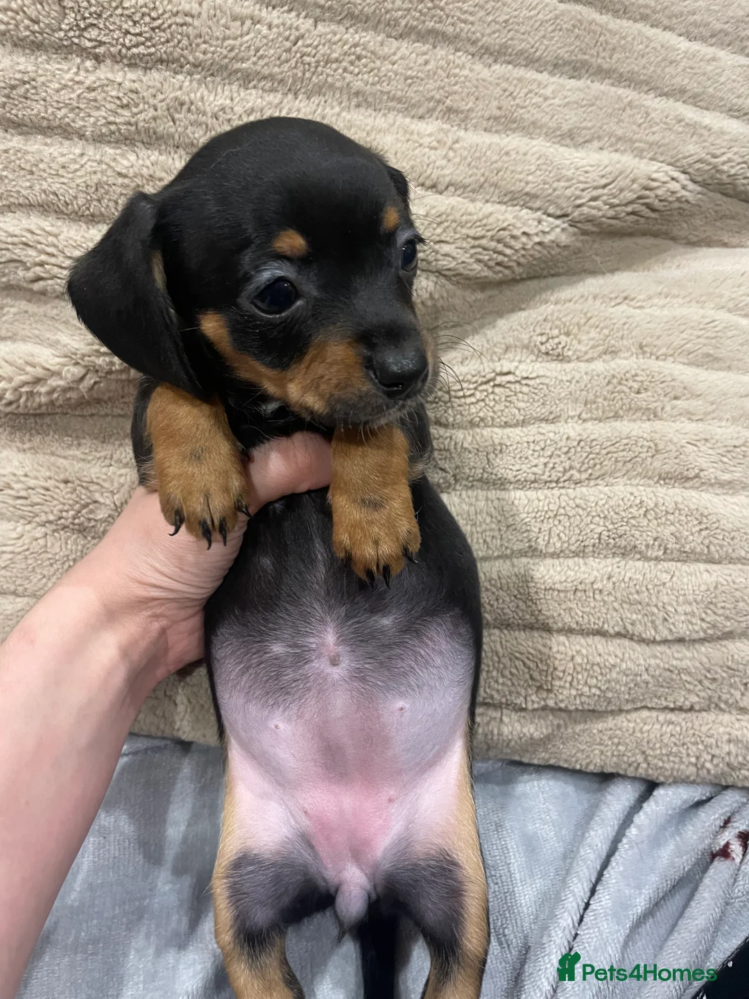 Chiweenie dogs for sale: Chiweenie puppies for sale - Advert 8