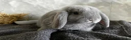 Mini Lop rabbits for sale: Beautiful Mini Lops Looking for 5-Star Pet Homes - Advert 5