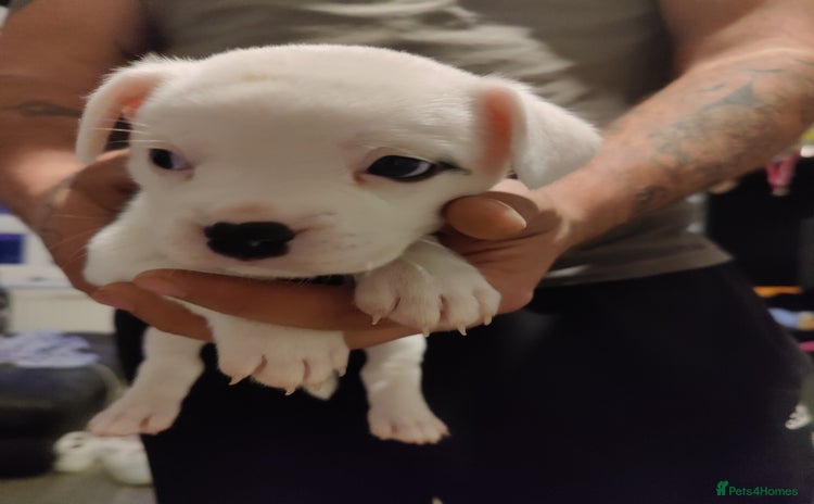Mixed Breed dogs - Advert 2