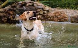 Labrador Retriever dogs for sale: Working Lab, Lovers - Image 2