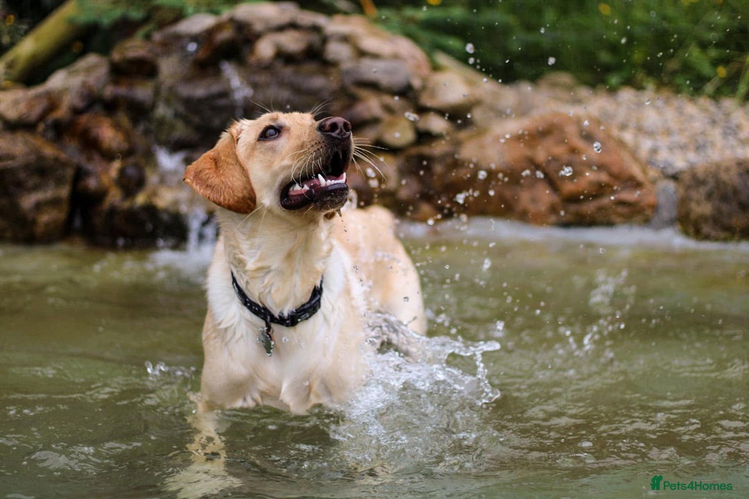 Labrador Retriever dogs for sale: Working Lab, Lovers - Image 2