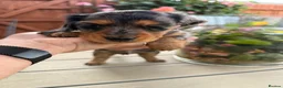 Miniature Dachshund dogs for sale:  Adorable Miniature Dachshund Puppies - Advert 3