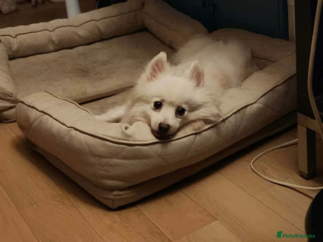 Japanese Spitz dogs for adoption: Snow is 6 year spitz type meat trade survivor  - Advert 11